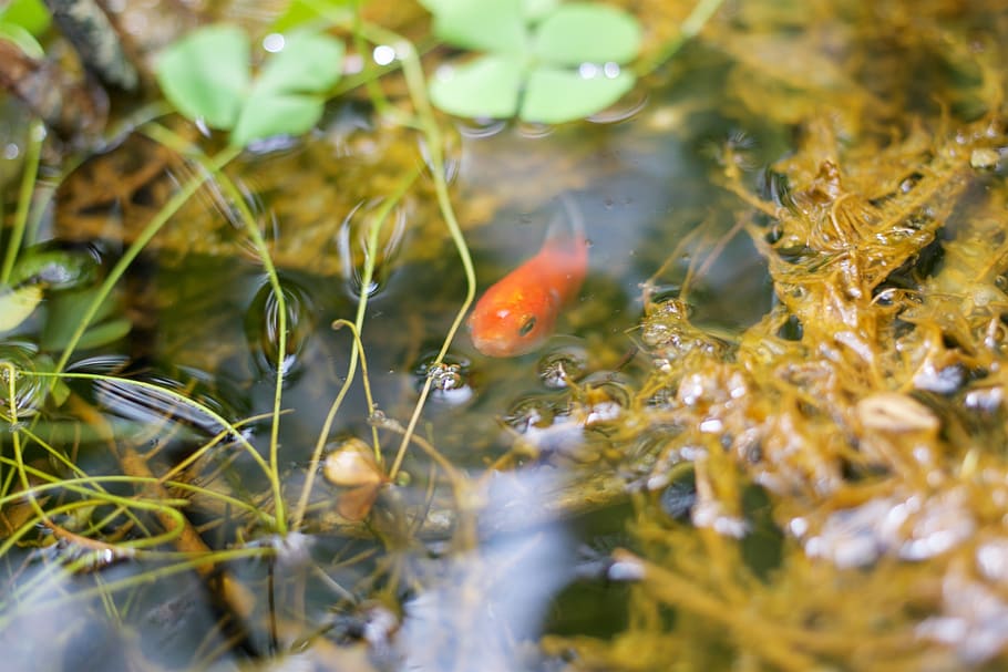 koi, fish, pond, water, animal wildlife, animal themes, animals in the wild HD wallpaper