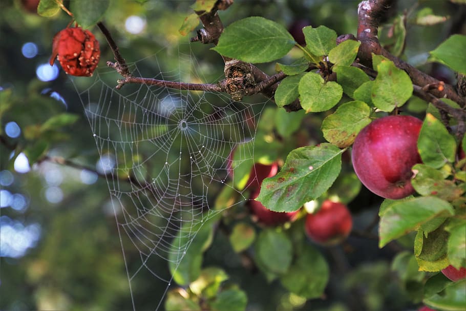 cobweb, apple, misty, figure, autumn, fog lights, in the morning HD wallpaper