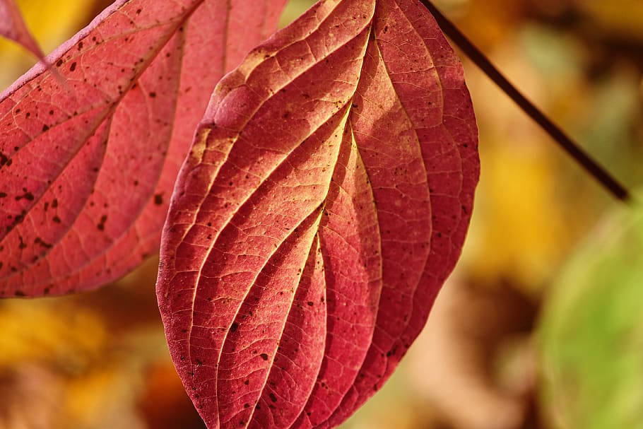 fall foliage, leaves, two, stains, hanging, depend, colored HD wallpaper
