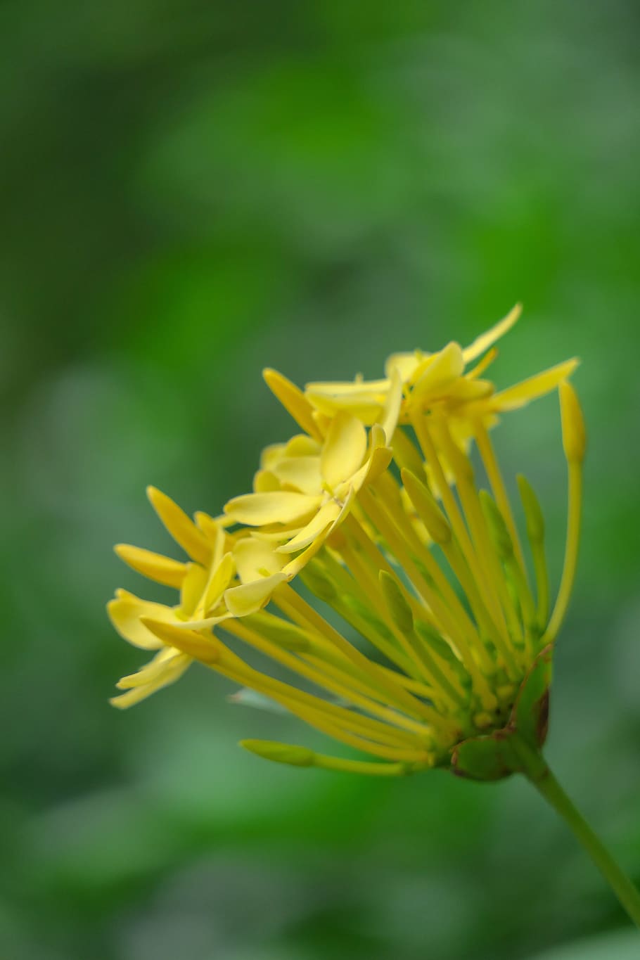 ixora, nature, flower, leaf, plant, outdoor, petal, close-up HD wallpaper