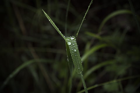 plant, drop, drops, green, damp, wet, flora, drip, rocio, leaves HD wallpaper