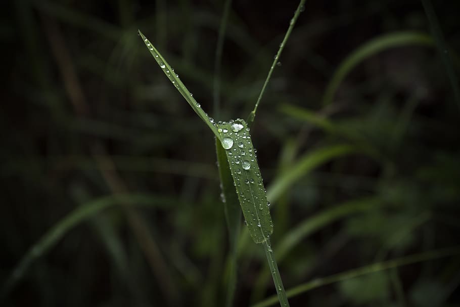 plant, drop, drops, green, damp, wet, flora, drip, rocio, leaves HD wallpaper
