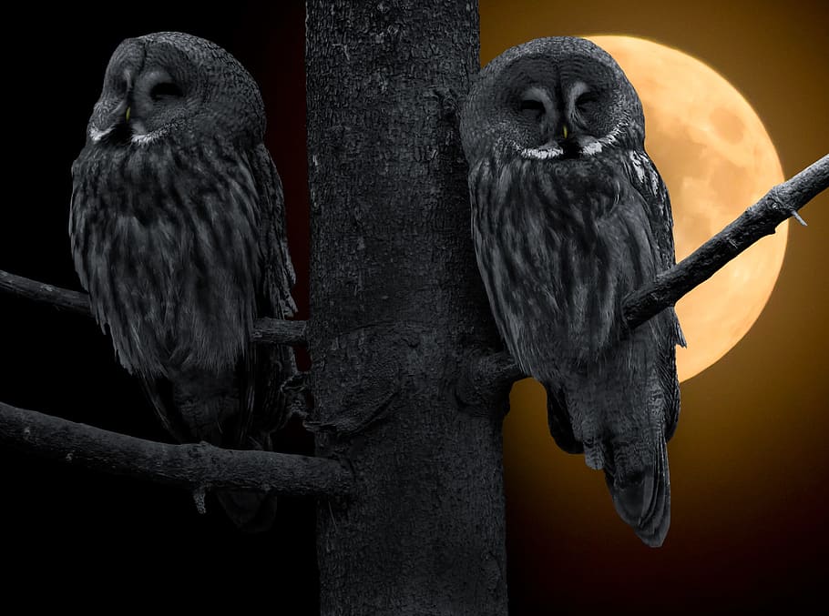 tree, owl, bird, animal, wild, nature, branch, animal themes HD wallpaper