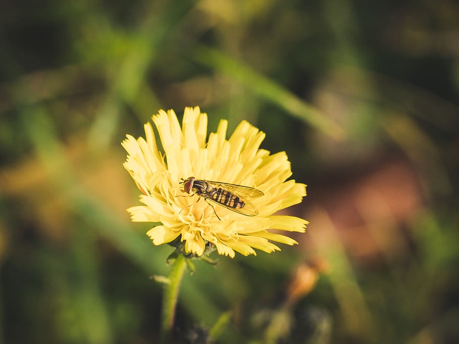 macro, macrophotography, bug, flying, wasp, hornet, bee, flower HD wallpaper