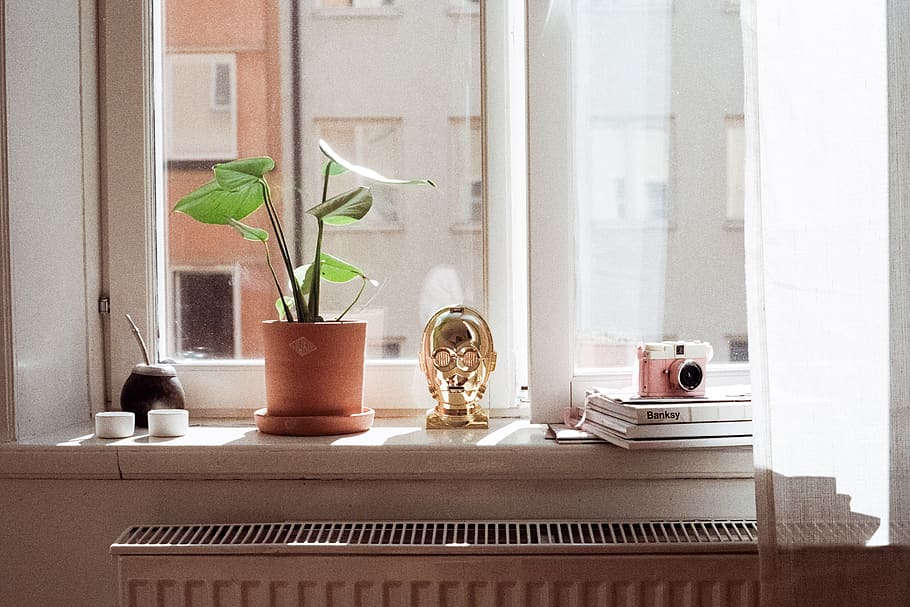 window, plant, growth, home interior, potted plant, indoors, HD wallpaper