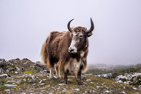 brown cattle, animal, cow, mammal, yak, nepal, trekking, ebc HD wallpaper