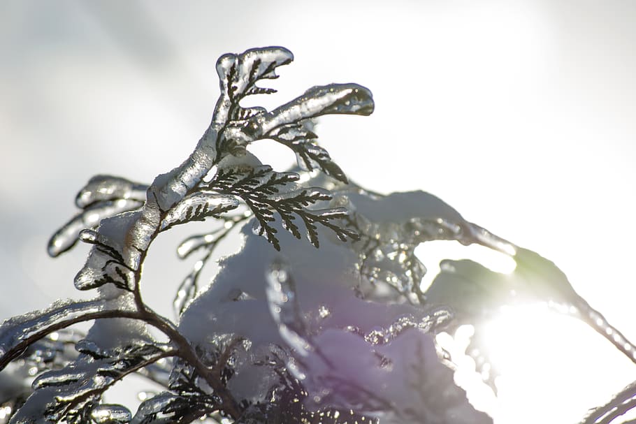 green-leafed plant, nature, ice, outdoors, snow, flare, canada HD wallpaper
