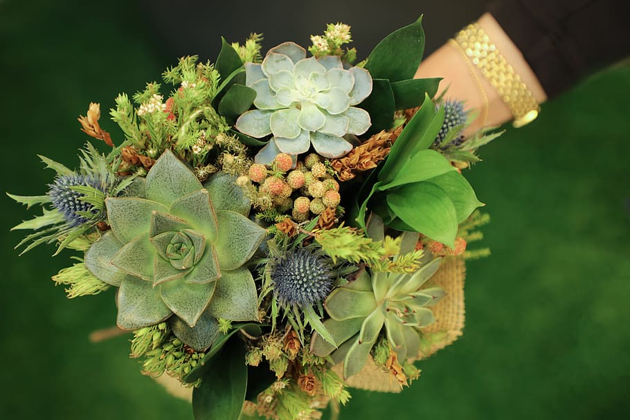 flower, nature, flora, leaf, garden, succulent plants, succulent bouquet HD wallpaper