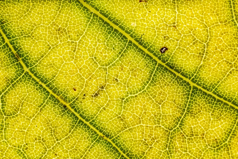croatia, zagreb, yellow texture, leaf texture, leaves, micro texture HD wallpaper