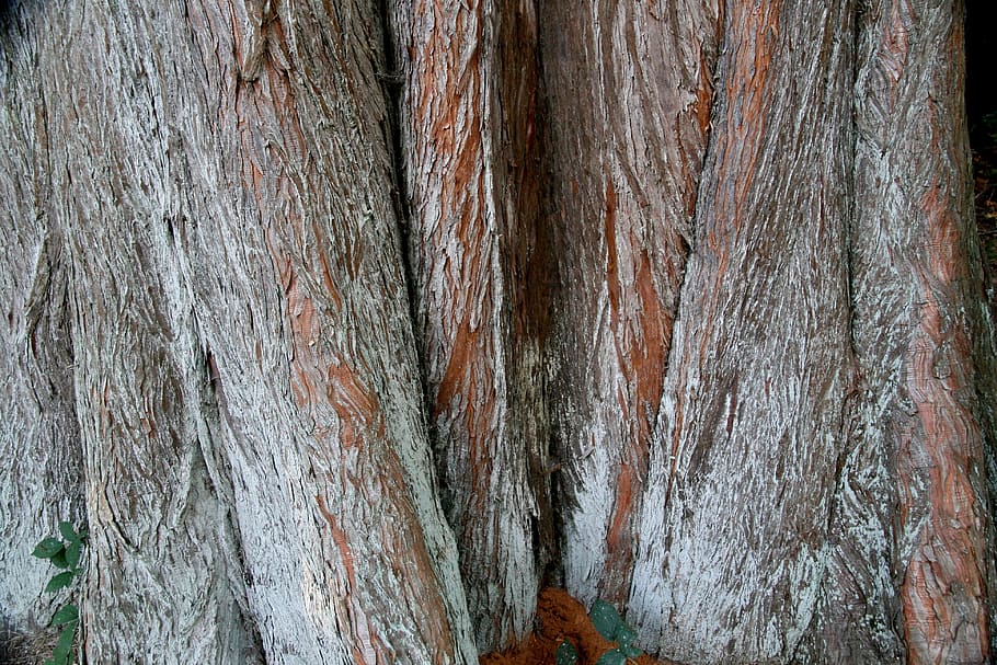 wood, bark, tree bark, structure, texture, textured, no people HD wallpaper