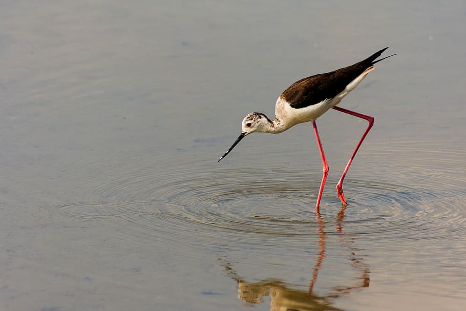 bird, landscape, spring, natural, nature, water, outdoors, wild HD wallpaper