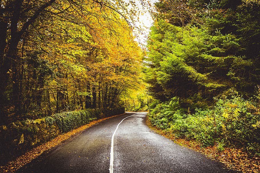 gray concrete road between trees, plant, the way forward, direction HD wallpaper