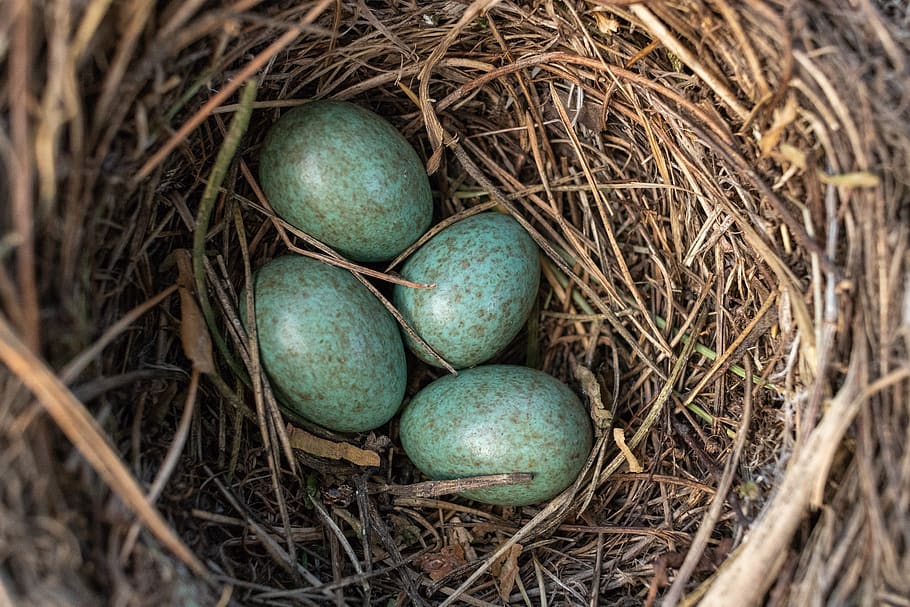 jack, masonry, eggs, bird, nature, animal nest, food, animal egg HD wallpaper