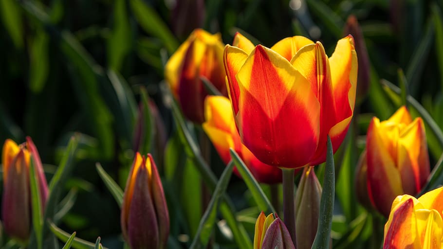 flower, tulip, spring, red, yellow, petals, leaf, green, season HD wallpaper