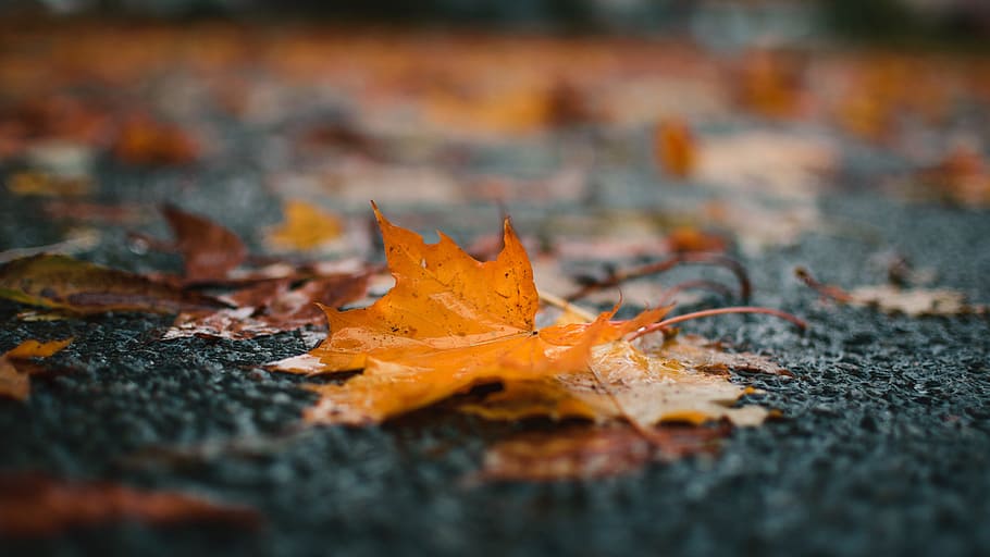 orange maple leaf in selective focus photography, floor, street