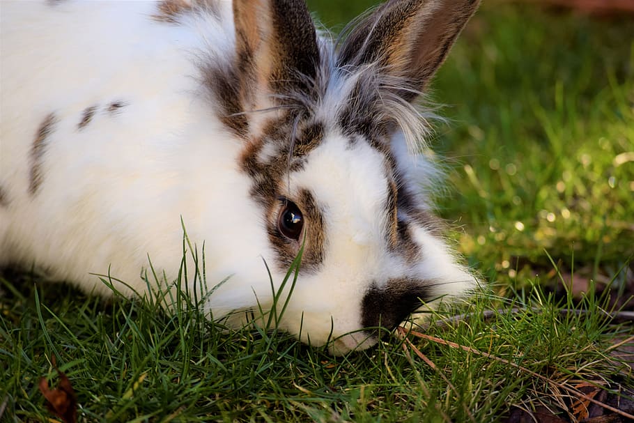 rabbit, hare, easter, animal, cute, nature, animal world, grass HD wallpaper
