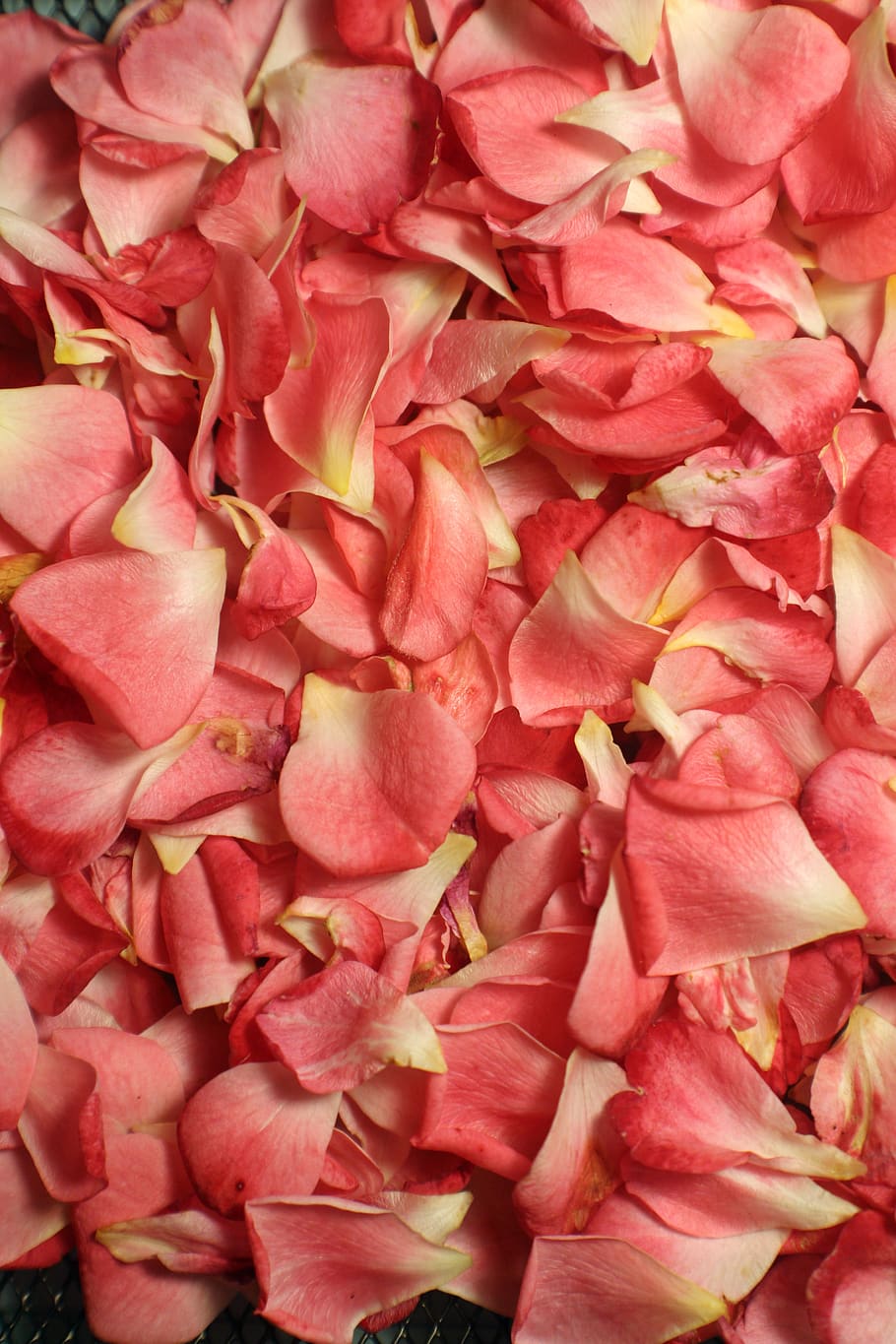pink petals, freshness, flower, full frame, pink color, flowering plant HD wallpaper