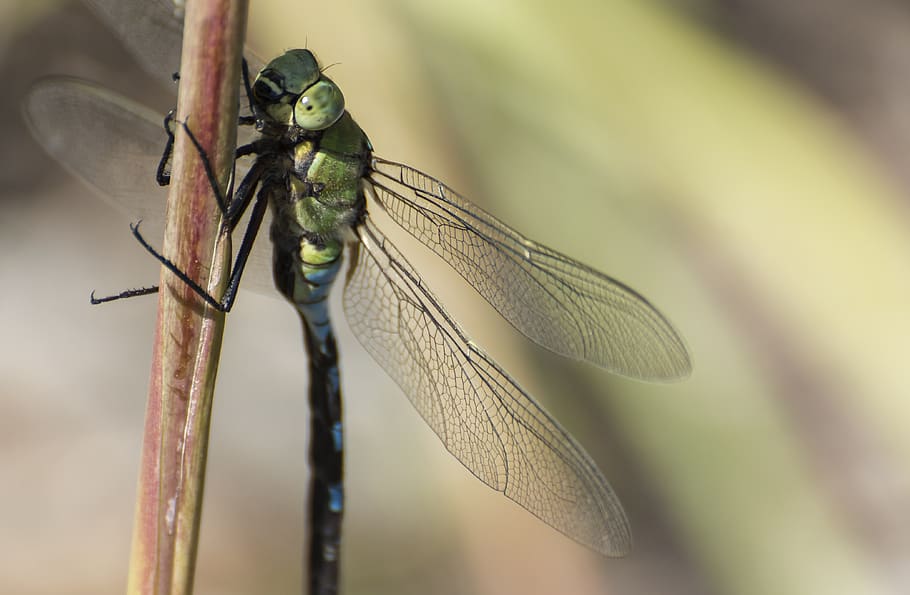 insect, dragonfly, nature, wing, green, flight, summer, animal wildlife HD wallpaper