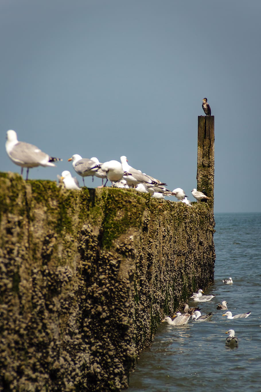 stack, höft, groynes, coast, wood pile, kribbe, water, coastal protection HD wallpaper