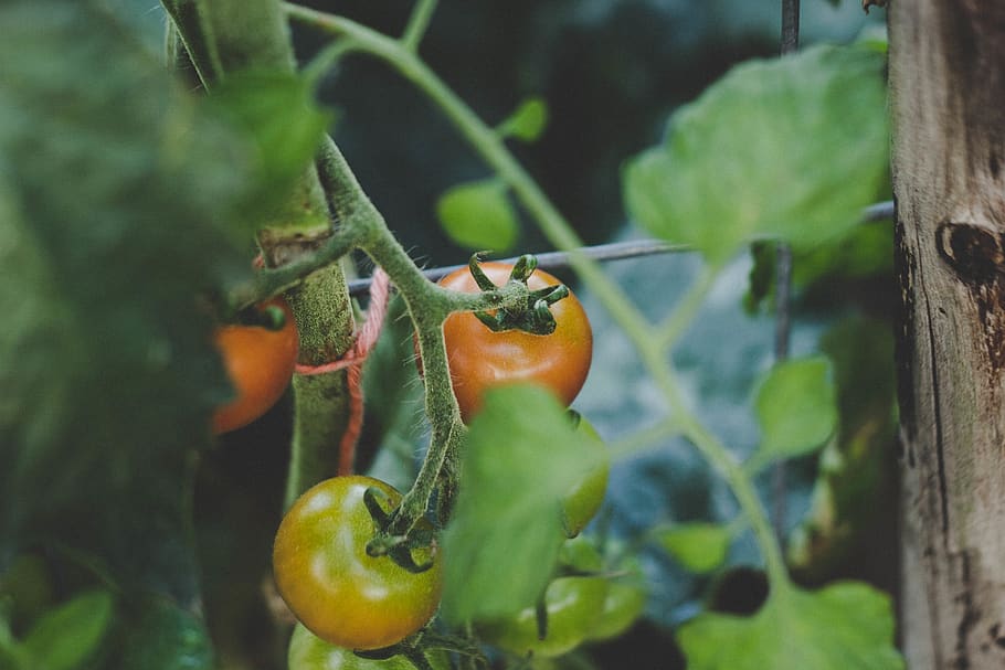 orange tomatoes, food and drink, plant, healthy eating, vegetable HD wallpaper