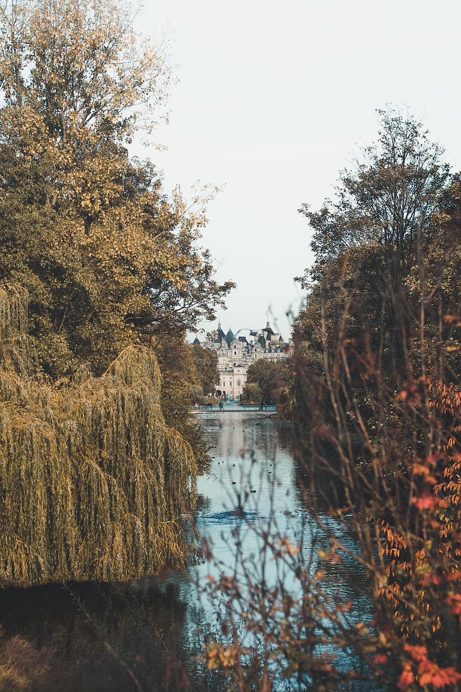 Trees Near Body of Water, daylight, environment, landscape, nature HD wallpaper