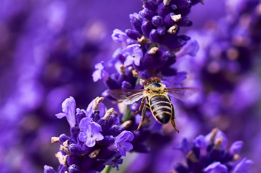 bee, flower, insect, macro, summer, nature, flowering plant HD wallpaper