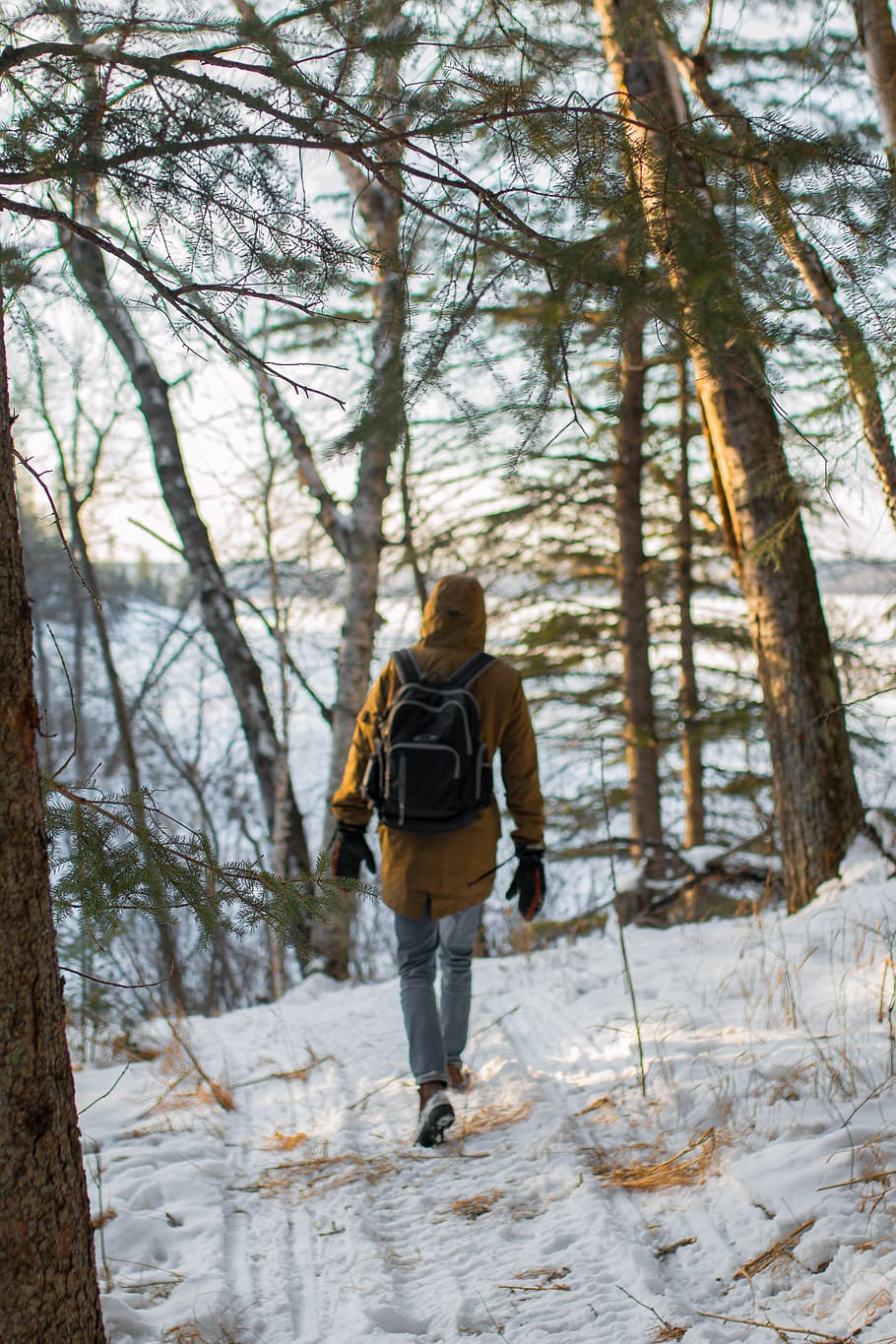 trees, lake, forest, bush, snow, water, ice, hiking, winter HD wallpaper