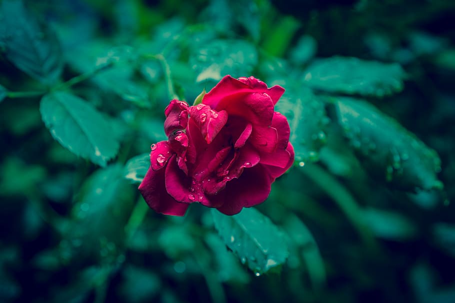 Red Rose Flower, rain, raindrops, beauty in nature, plant, petal HD wallpaper