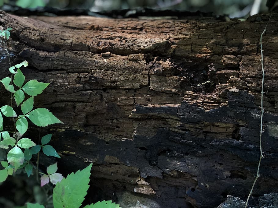 canada, st. catharines, bruce trail, texture, nature, tree HD wallpaper