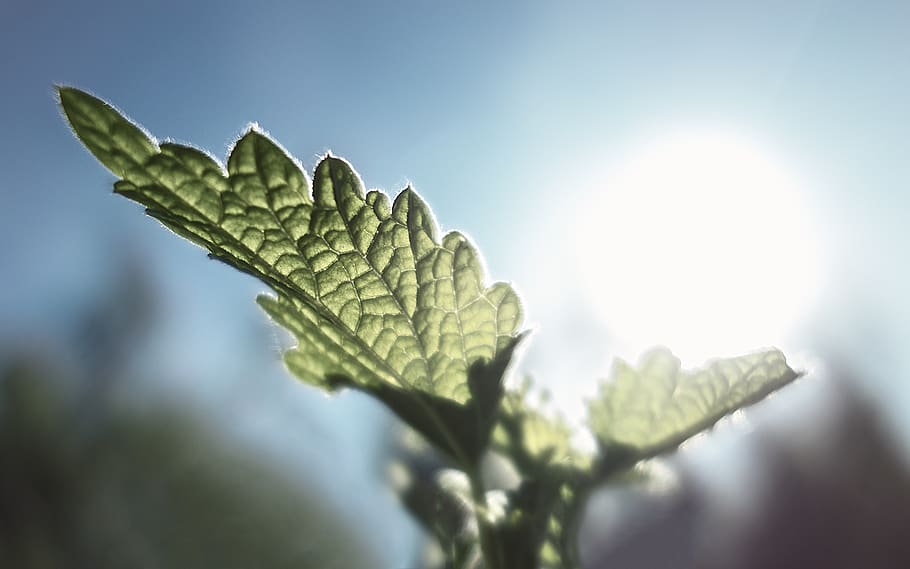 plant, light, sun, sunlight, leaf, plant part, nature, growth HD wallpaper