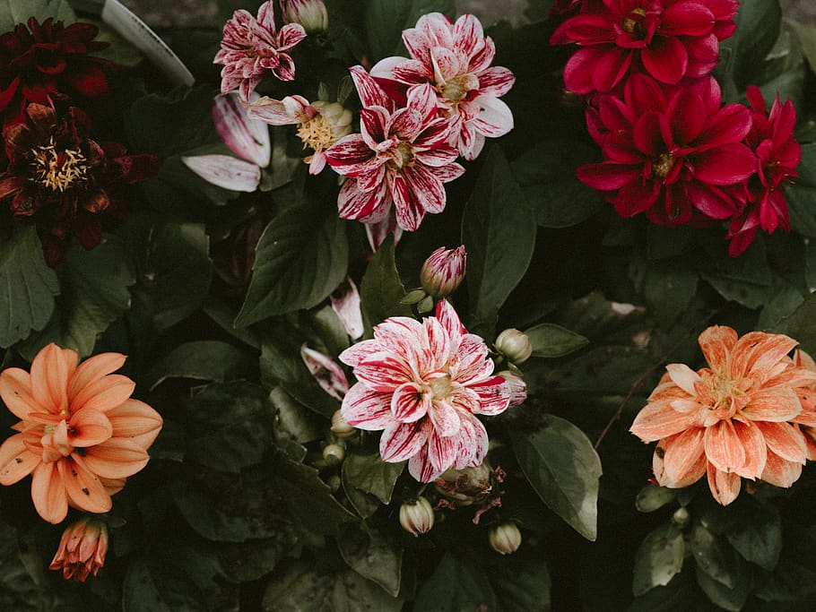pink-petaled flower, plant, blossom, geranium, dahlia, acanthaceae HD wallpaper