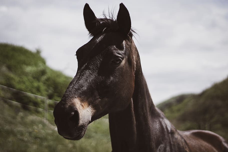 Black Horse, animal, animal photography, livestock, mammal, mane HD wallpaper