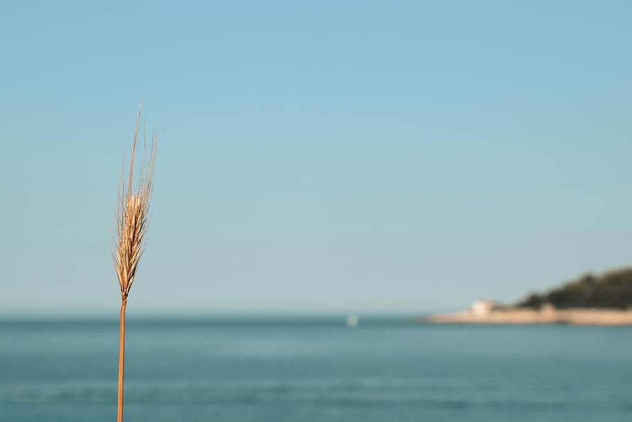 sea, grain, wheat, ary, mediterranean, coast, croatia, nature HD wallpaper