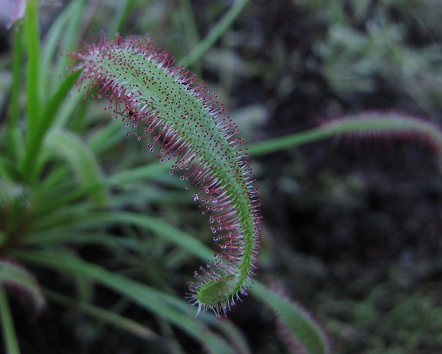 drosera capensis, plant, nature, carnivore, sticky, carnivores, HD wallpaper