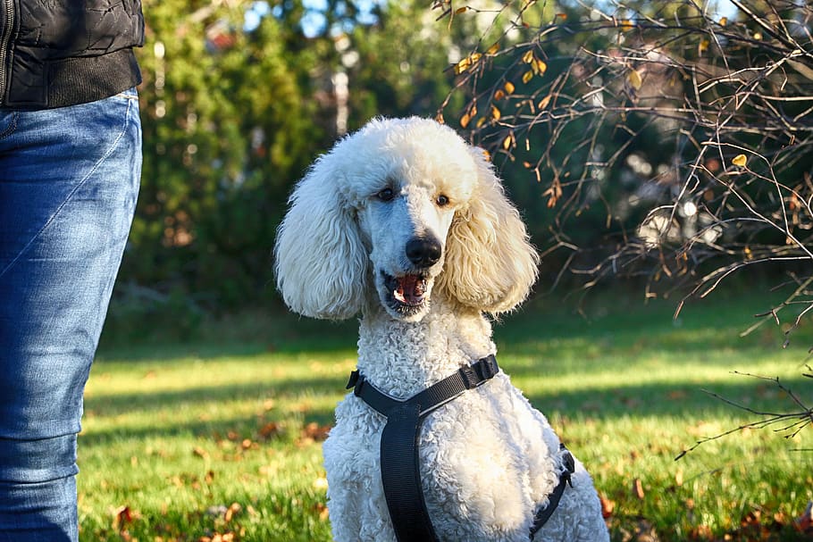 poodle, portrait, dog, domestic, one animal, domestic animals HD wallpaper