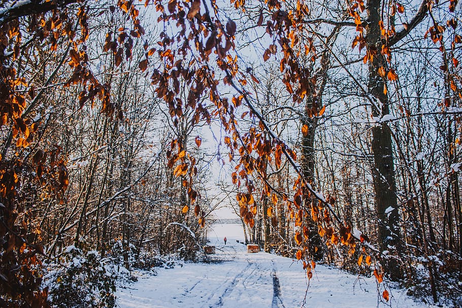 snow covered tree, plant, tree trunk, nature, food, produce, forest HD wallpaper
