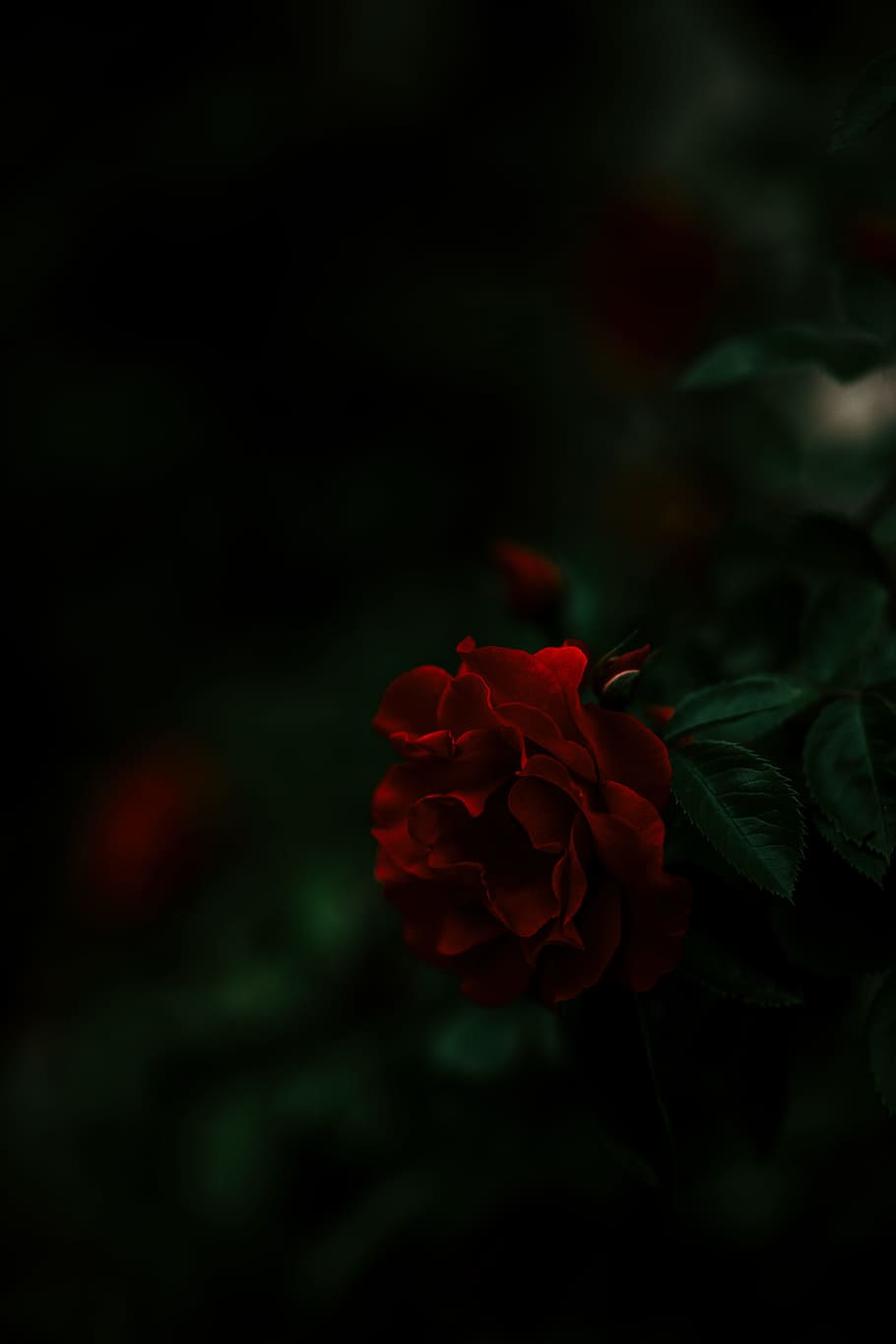 close up photography of red rose flower during daytime, moody HD wallpaper