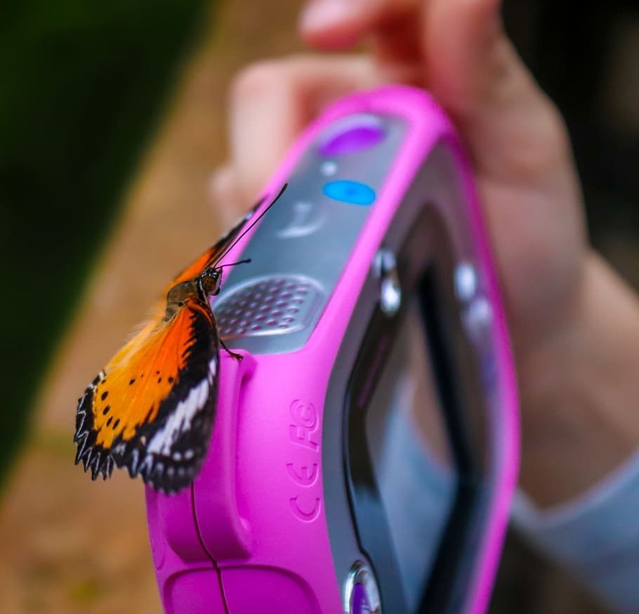 butterfly, camera, child, close up, photograph, purple, colorful HD wallpaper
