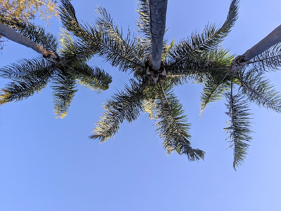 three palm trees, plant, fir, abies, conifer, pine, spruce, silhouette HD wallpaper