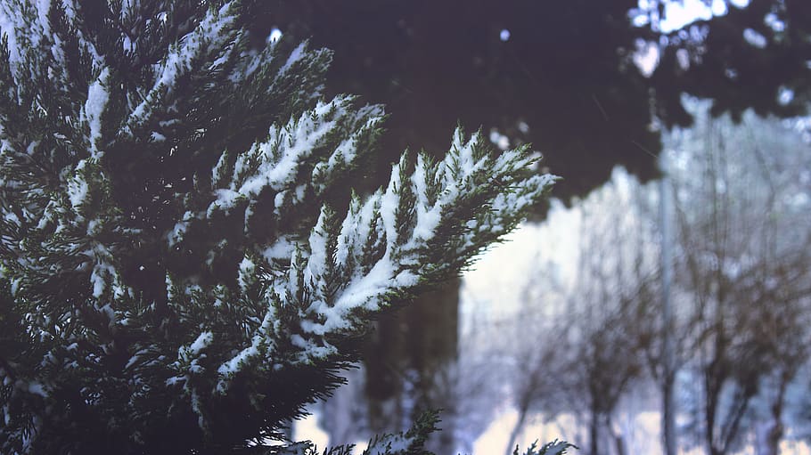 Close-up of Pine Trees in Forest during Winter, branches, cold HD wallpaper