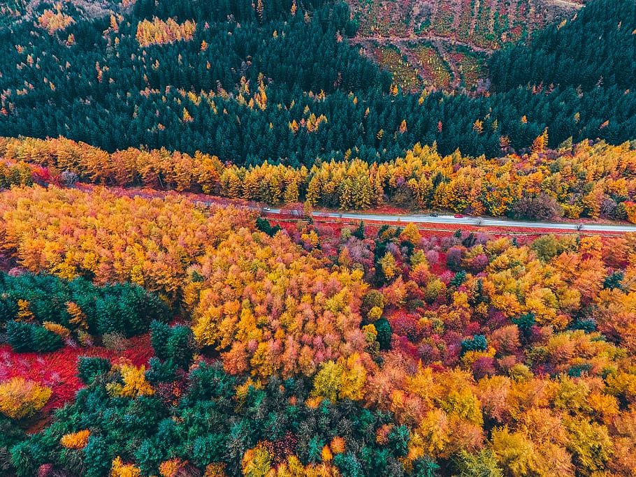 green and yellow trees, autumn, plant, beauty in nature, change HD wallpaper
