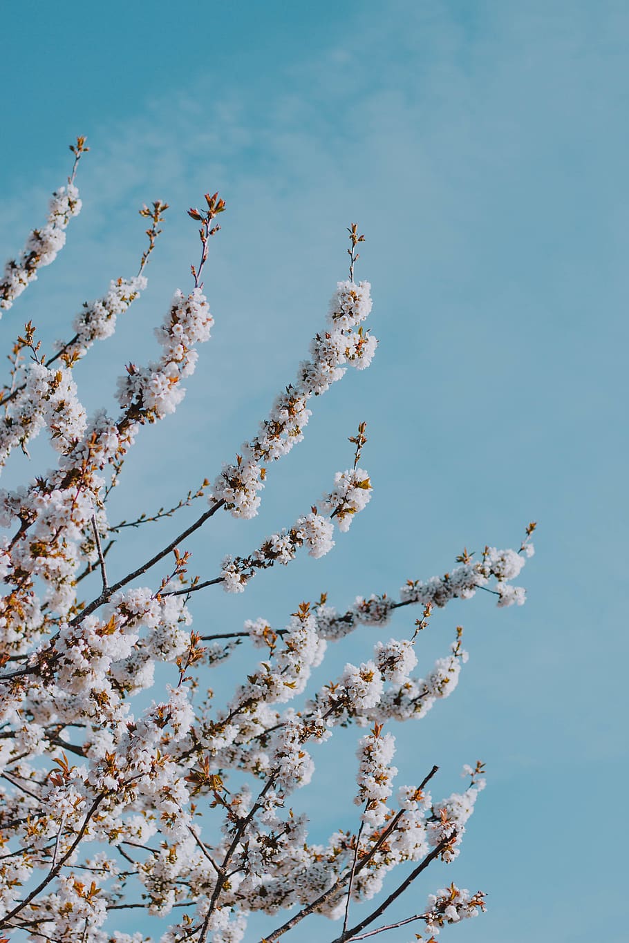 white-leafed tree, sky, low angle view, beauty in nature, plant HD wallpaper