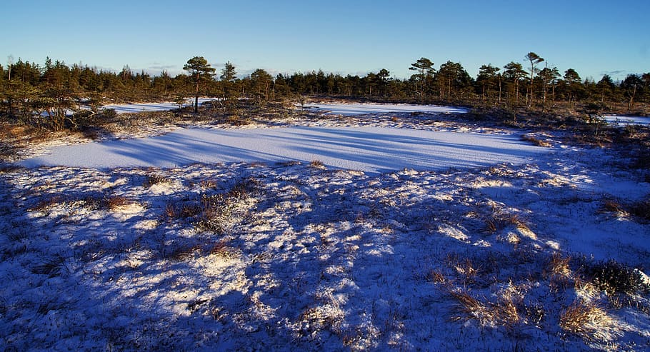 Photo of Field Covered With Snow, cold, daylight, forest, ze HD wallpaper