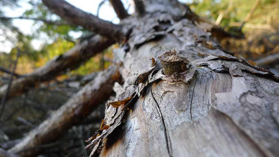 bark, rough, tree, texture, wood, nature, background, cracked HD wallpaper