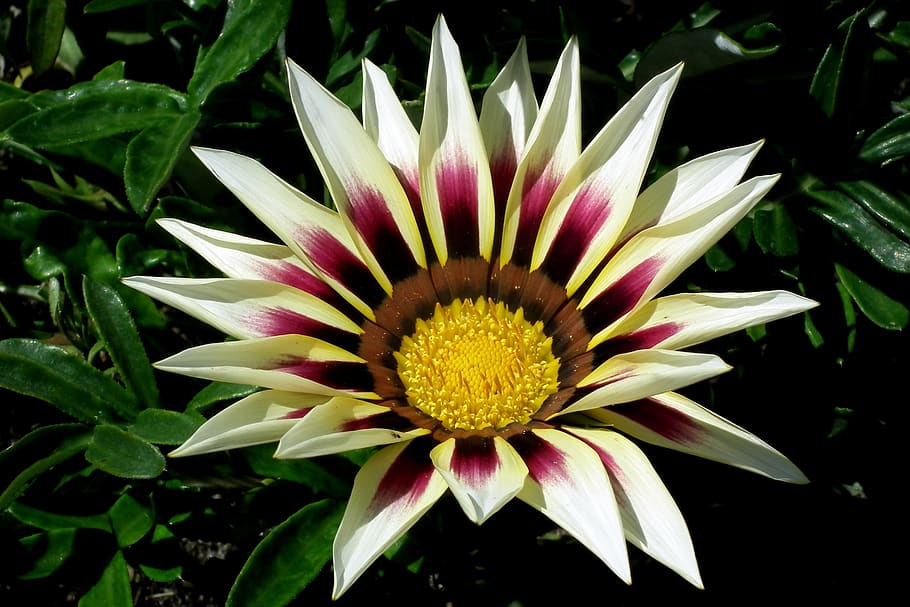 flower, colored, the petals, beauty, decorative, summer, nature HD wallpaper