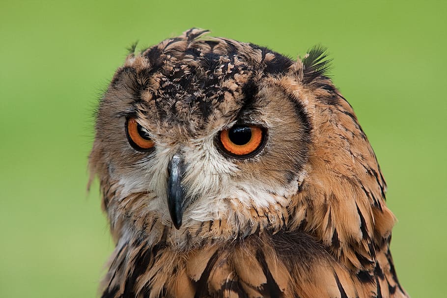 animal, beak, bird, blur, close-up, eyes, feathers, hawk, looking HD wallpaper