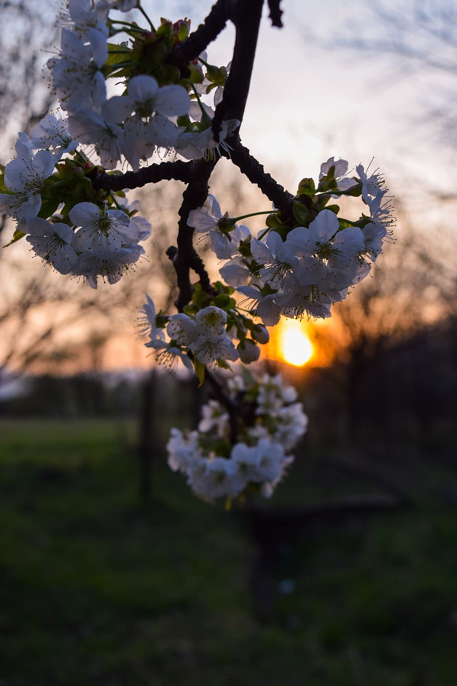 flower, sunset, summer, fields, natural, outdoor, grass, meadow HD wallpaper