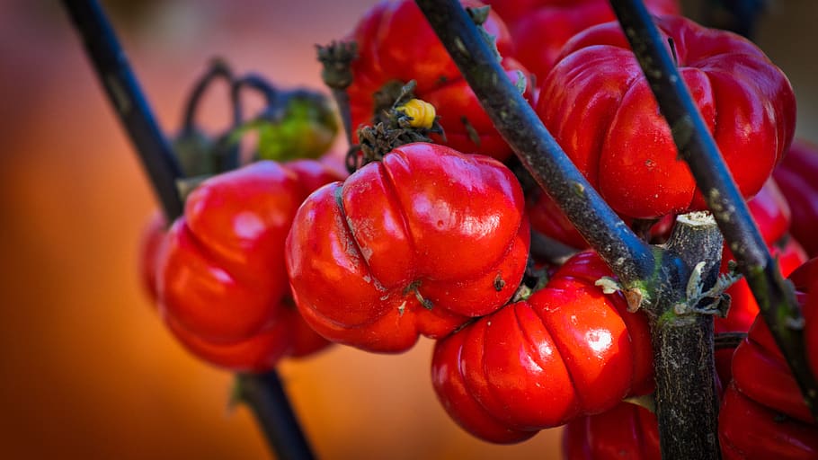 gourd, pumpkin, red, small, autumn decoration, autumn motives HD wallpaper