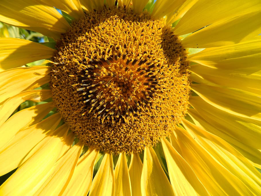 sun flower, yellow, close up, flowering plant, flower head HD wallpaper