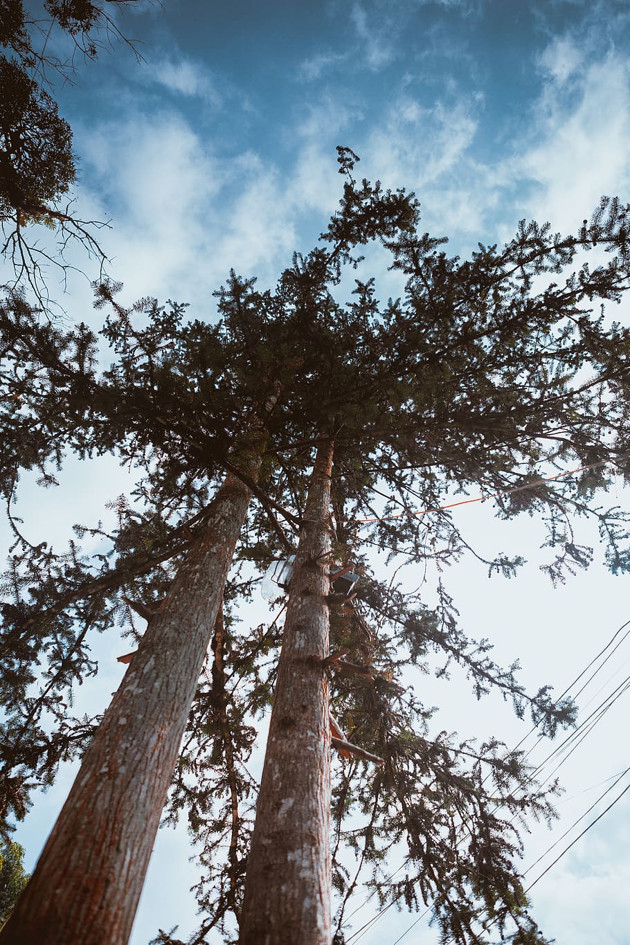 pine, tree, sky, cloud, wind, nature, vietnam, low angle view HD wallpaper